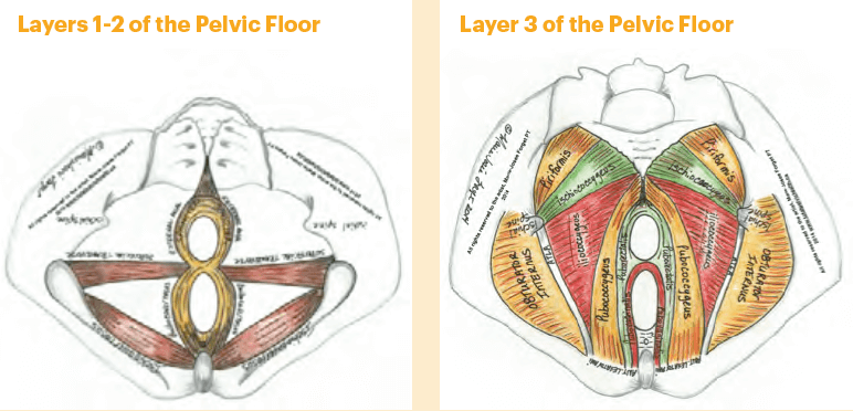 The Pelvic Floor in Dancers