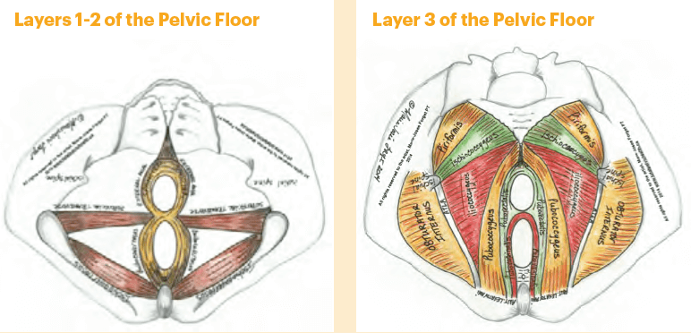 The Pelvic Floor in Dancers The Pelvic Floor in Dancers