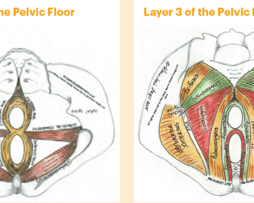 The Pelvic Floor in Dancers